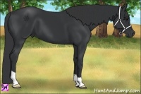 Horse Color:Black 