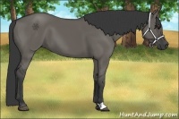 Horse Color:Grullo