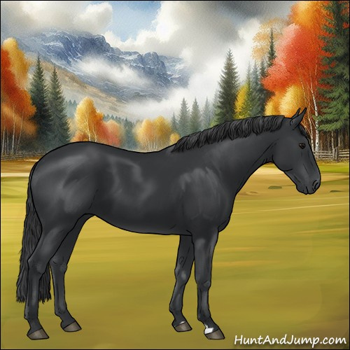 Horse Color:Black 