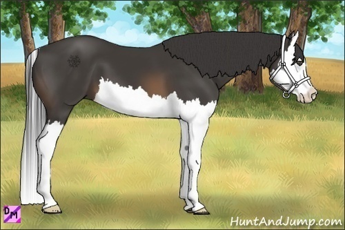 Horse Color:Buckskin Splash 