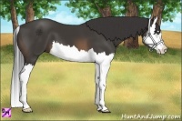 Horse Color:Buckskin Splash 