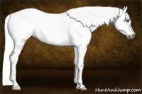 Horse Color:Gray Smoky Black Splash Appaloosa 