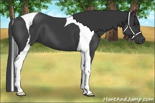 Horse Color:Smoky Black Tobiano 