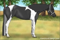 Horse Color:Smoky Black Tobiano 
