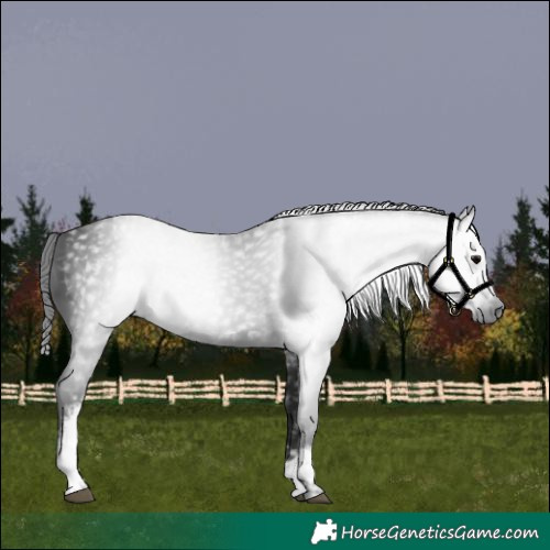Horse Color:Gray White Spotted Black