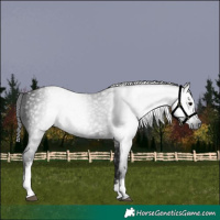 Horse Color:Gray White Spotted Black 