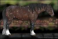Horse Color:White Spotted Brown Sabino Appaloosa 