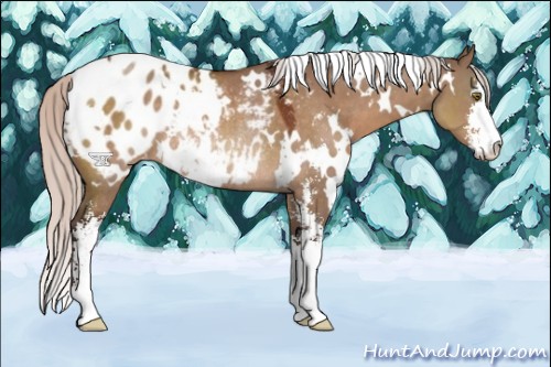 Horse Color:White Spotted Silver Brown Dun Sabino Blanket Rabicano 