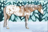 Horse Color:White Spotted Silver Brown Dun Sabino Blanket Rabicano