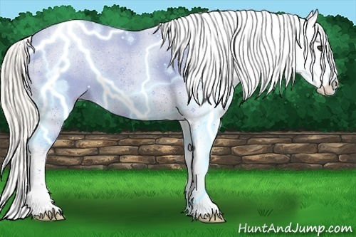 Horse Color:White Spotted Silver Smoky Grullo Appaloosa 