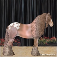 Horse Color:Chestnut Appaloosa