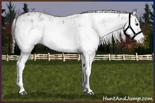 Horse Color:Bay Sabino Splash Appaloosa  and Buckskin Sabino Splash Appaloosa 