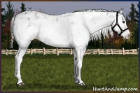 Horse Color:Bay Sabino Splash Appaloosa  and Buckskin Sabino Splash Appaloosa 
