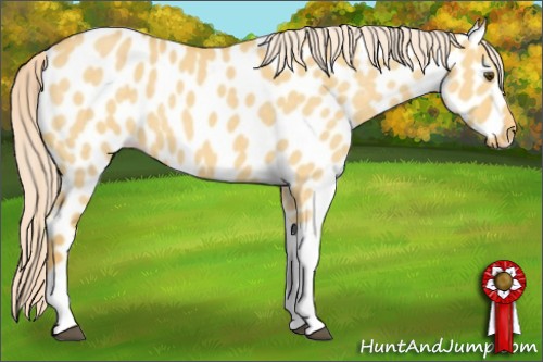 Horse Color:Palomino Dun Tobiano Appaloosa 