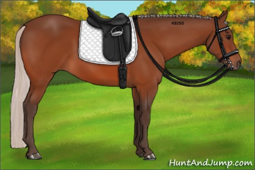 Horse Color:Silver Bay