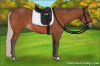 Horse Color:Silver Bay 