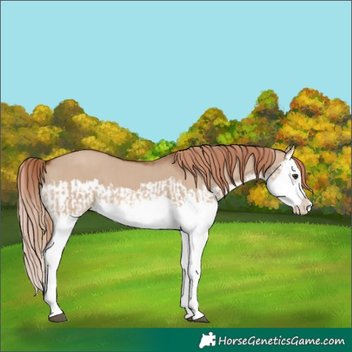 Horse Color:Red Dun Splash  and Red Dun Splash 