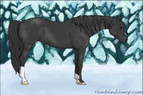 Horse Color:Black 