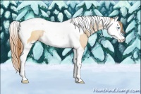 Horse Color:Buckskin Pearl Splash Tobiano 