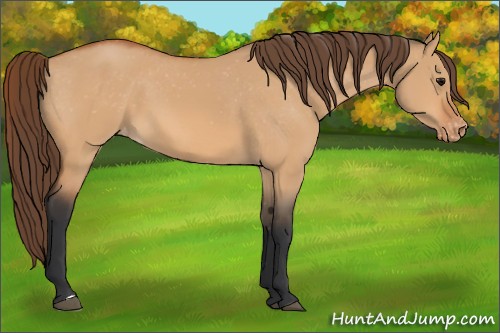 Horse Color:Bay Dun Appaloosa 
