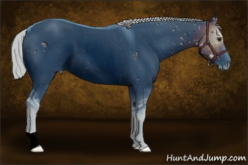 Horse Color:ERROR: UNKNOWN ANOMALY