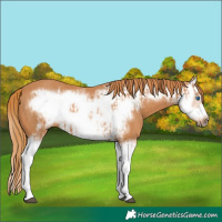 Horse Color:Chestnut Splash Frame  and Chestnut Splash Frame 