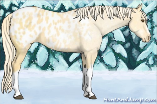 Horse Color:Palomino Dun Appaloosa 