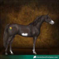 Horse Color:Liver Chestnut Sabino Frame 
