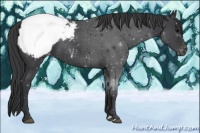 Horse Color:Blue Roan Appaloosa 