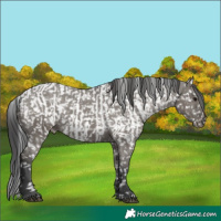 Horse Color:Grullo Appaloosa and Grullo Appaloosa
