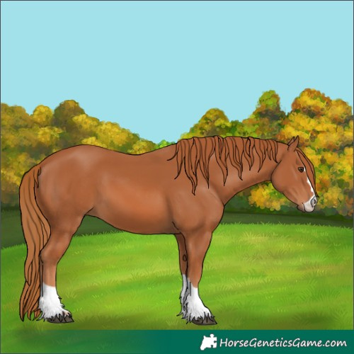 Horse Color:Chestnut 