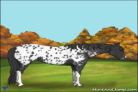 Horse Color:Black Appaloosa
