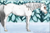 Horse Color:Bay Sabino 