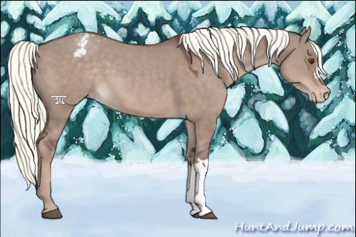 Horse Color:Liver Red Dun Mushroom Appaloosa 