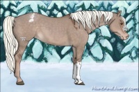 Horse Color:Liver Red Dun Mushroom Appaloosa 