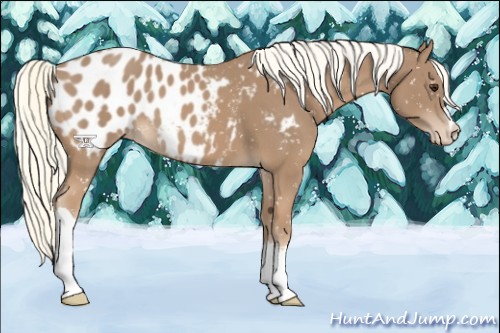 Horse Color:Chestnut Mushroom Appaloosa 