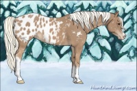 Horse Color:Chestnut Mushroom Appaloosa 