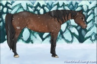Horse Color:Brown Mushroom Appaloosa 