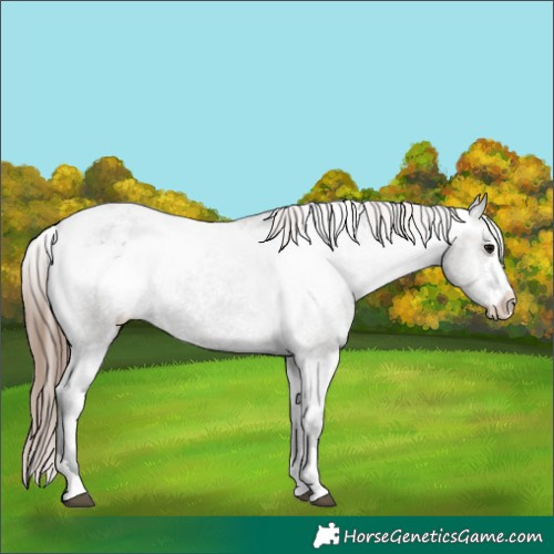 Horse Color:Grullo Varnish 