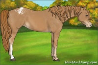 Horse Color:Chestnut Appaloosa 