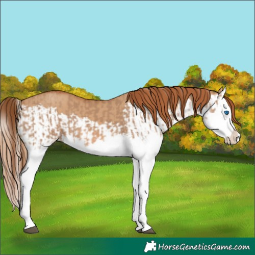 Horse Color:Red Dun Splash and Red Dun Splash