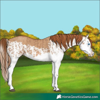 Horse Color:Red Dun Splash and Red Dun Splash