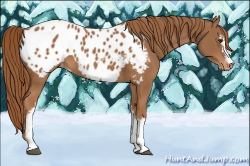 Horse Color:White Spotted Chestnut Appaloosa 