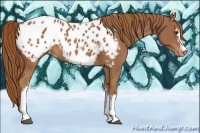 Horse Color:White Spotted Chestnut Appaloosa 