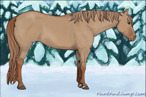 Horse Color:Red Dun Appaloosa 