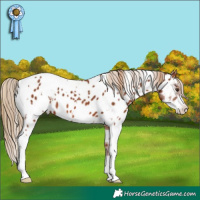 Horse Color:White Spotted Chestnut Sabino Appaloosa 