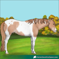 Horse Color:Gold Champagne Tobiano Rabicano