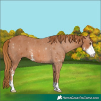 Horse Color:Chestnut Sabino 