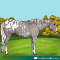 Horse Color:Silver Black Sabino Appaloosa 