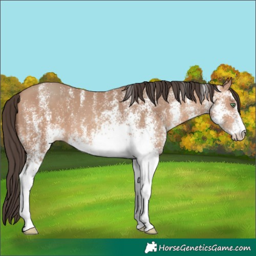 Horse Color:White Spotted Amber Champagne